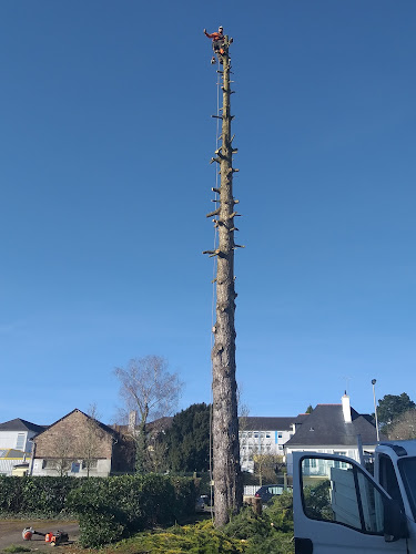 Elagage arbre – Jardinier Entretien Taille haie