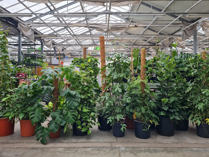 23 degré – Pépinière de plantes d’intérieur