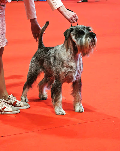 Excalicwouaf – Cyril Guerillon – Toilettage