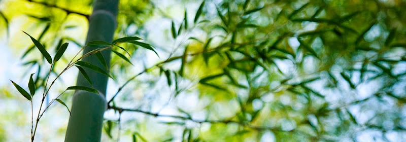 Yoga Gym Tao – Cours de yoga qi gong do in